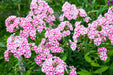 Phlox‘Natascha’(Plant/ Root) Summer Phlox - Caribbean garden seed