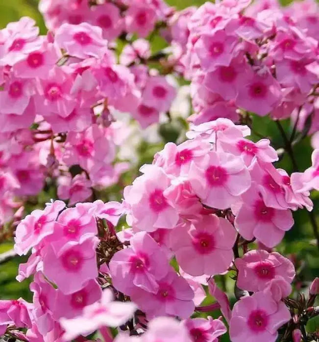 Phlox pink flame- BareRoot, Perennial Shrub - Caribbean garden seed