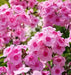 Phlox pink flame- BareRoot, Perennial Shrub - Caribbean garden seed