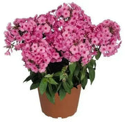 Phlox pink flame- BareRoot, Perennial Shrub - Caribbean garden seed