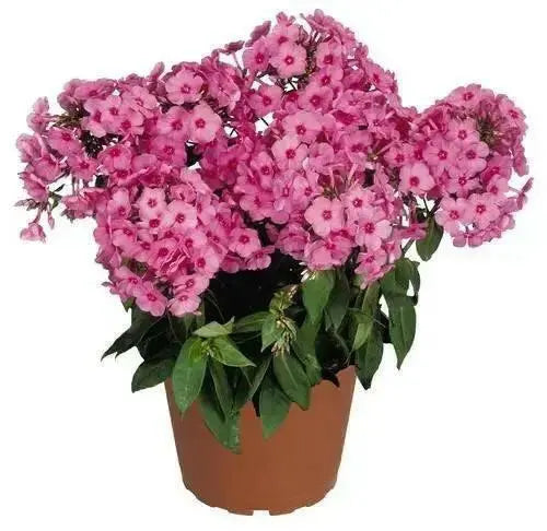 Phlox pink flame- BareRoot, Perennial Shrub - Caribbean garden seed