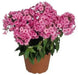 Phlox pink flame- BareRoot, Perennial Shrub - Caribbean garden seed