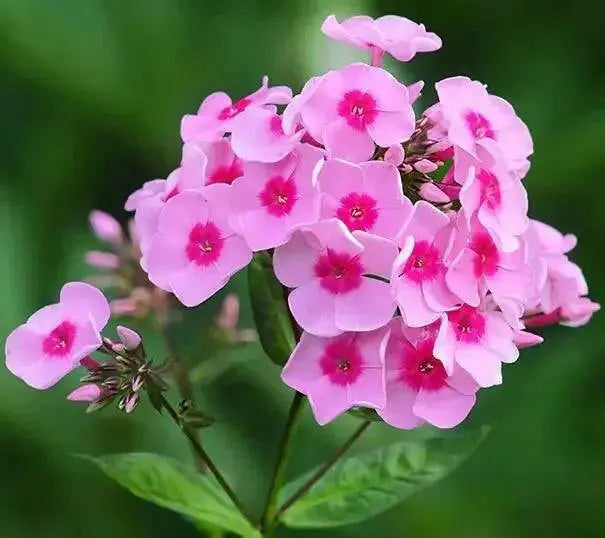 Phlox pink flame- BareRoot, Perennial Shrub - Caribbean garden seed