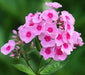 Phlox pink flame- BareRoot, Perennial Shrub - Caribbean garden seed