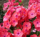 phlox coral flame ( BareRoot Plant) Groundcover flowers - Caribbean garden seed