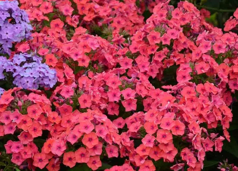 phlox coral flame ( BareRoot Plant) Groundcover flowers - Caribbean garden seed