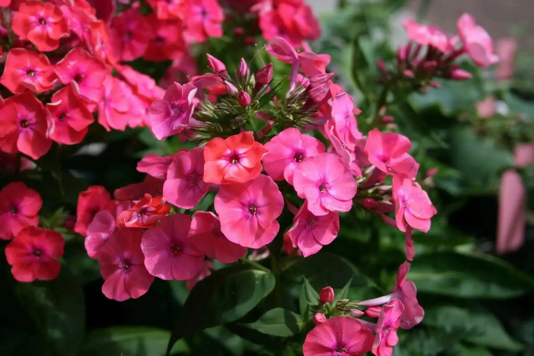 phlox coral flame ( BareRoot Plant) Groundcover flowers - Caribbean garden seed