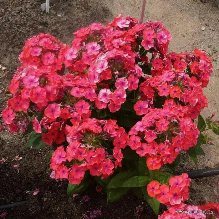 phlox coral flame ( BareRoot Plant) Groundcover flowers - Caribbean garden seed
