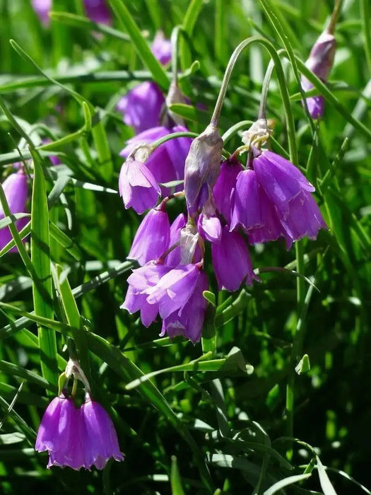Piedmont Garlic Seeds, Flowers of Narcissu, (Allium narcissiflorum) - Caribbean garden seed