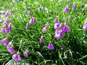 Piedmont Garlic Seeds, Flowers of Narcissu, (Allium narcissiflorum) - Caribbean garden seed