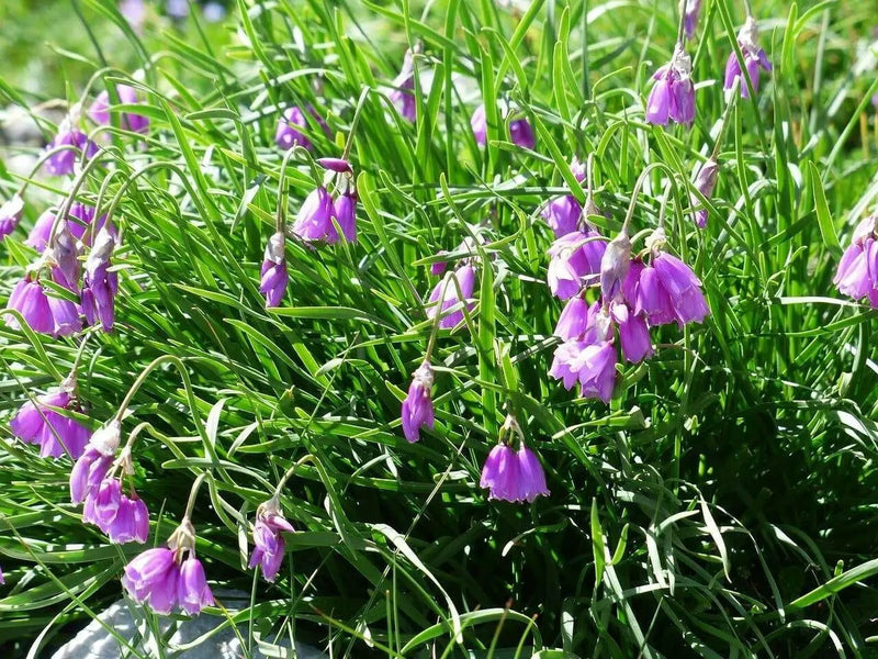 Piedmont Garlic Seeds, Flowers of Narcissu, (Allium narcissiflorum) - Caribbean garden seed