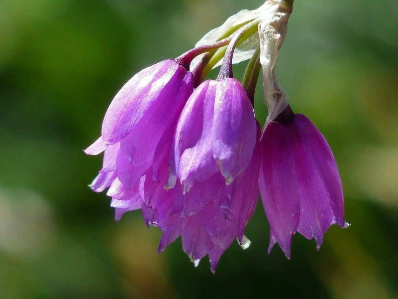 Piedmont Garlic Seeds, Flowers of Narcissu, (Allium narcissiflorum) - Caribbean garden seed