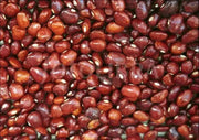 Piloy RED beans , Pole bean From Guatemala, - Caribbean garden seed