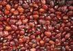 Piloy RED beans , Pole bean From Guatemala, - Caribbean garden seed