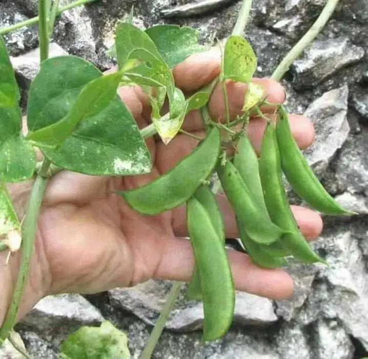 Piloy RED beans , Pole bean From Guatemala, - Caribbean garden seed