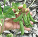 Piloy RED beans , Pole bean From Guatemala, - Caribbean garden seed