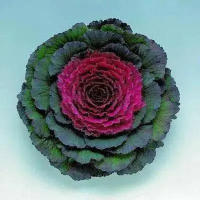 Pigeon Red Ornamental Cabbage SEEDS (Brassica Oleracea) ANNUAL - Caribbean garden seed