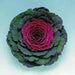 Pigeon Red Ornamental Cabbage SEEDS (Brassica Oleracea) ANNUAL - Caribbean garden seed