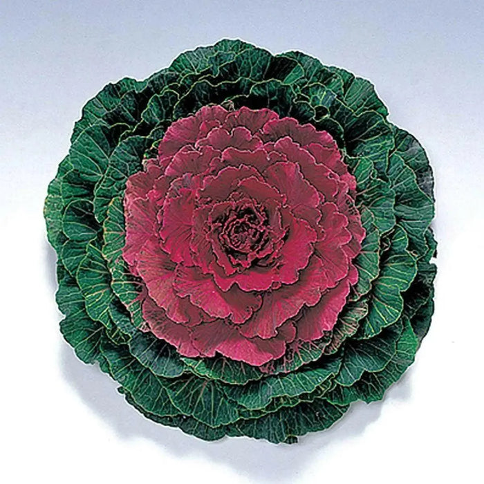 Pigeon Red Ornamental Cabbage SEEDS (Brassica Oleracea) ANNUAL - Caribbean garden seed