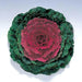 Pigeon Red Ornamental Cabbage SEEDS (Brassica Oleracea) ANNUAL - Caribbean garden seed