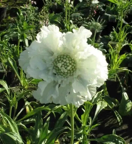 Pincushion Flowers Seeds (Scabiosa Caucasica Perfection White) Perennial - Caribbean garden seed