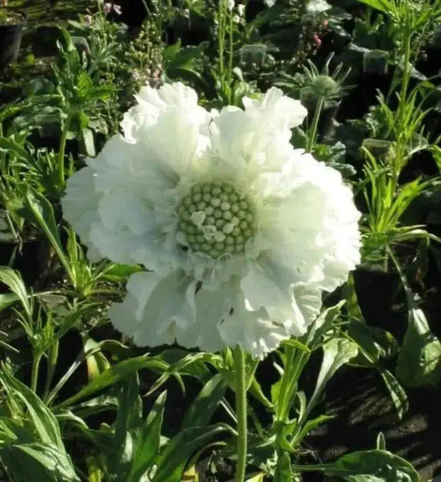 Pincushion Flowers Seeds (Scabiosa Caucasica Perfection White) Perennial - Caribbean garden seed