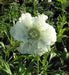 Pincushion Flowers Seeds (Scabiosa Caucasica Perfection White) Perennial - Caribbean garden seed