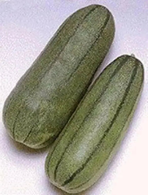 Pickling Melon Seeds "Green Stripe" (Cucumis melo var conomom) asian Vegetable - Caribbean garden seed
