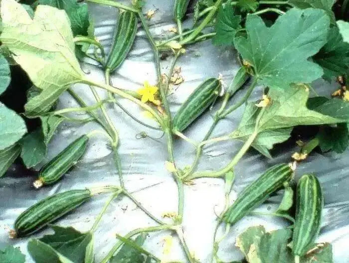 Pickling Melon Seeds "Green Stripe" (Cucumis melo var conomom) asian Vegetable - Caribbean garden seed