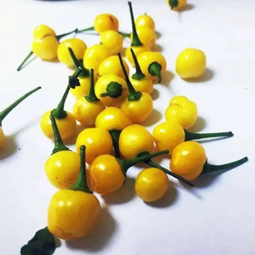 PIMIENTO DE CHIERO ,Peppers Seeds (Capsicum chinense) - Caribbean garden seed