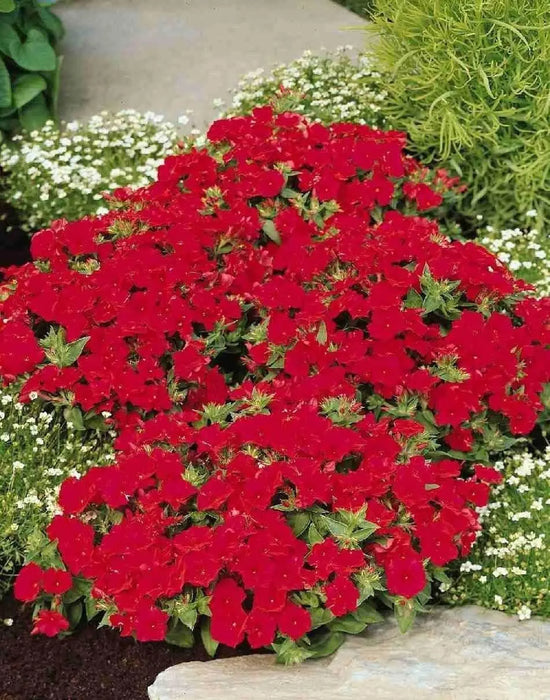 Phlox Seeds -  Beauty Scarlet, Great garden flowers ! - Caribbean garden seed