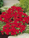 Phlox Seeds -  Beauty Scarlet, Great garden flowers ! - Caribbean garden seed