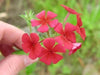 Phlox Seeds -  Beauty Scarlet, Great garden flowers ! - Caribbean garden seed
