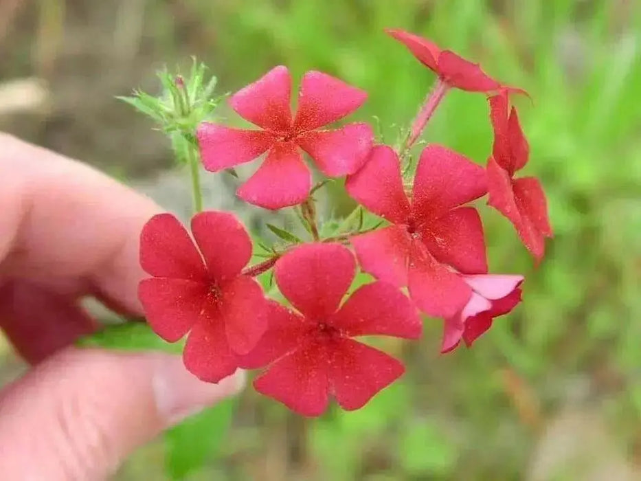 Phlox Seeds -  Beauty Scarlet, Great garden flowers ! - Caribbean garden seed