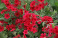 Phlox Seeds -  Beauty Scarlet, Great garden flowers ! - Caribbean garden seed