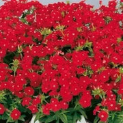 Phlox Seeds -  Beauty Scarlet, Great garden flowers ! - Caribbean garden seed