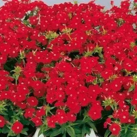 Phlox Seeds -  Beauty Scarlet, Great garden flowers ! - Caribbean garden seed