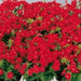 Phlox Seeds -  Beauty Scarlet, Great garden flowers ! - Caribbean garden seed