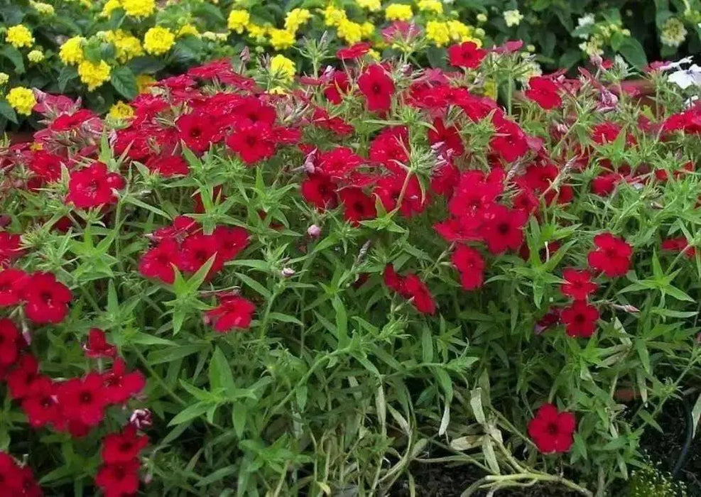 Phlox Seeds -  Beauty Scarlet, Great garden flowers ! - Caribbean garden seed