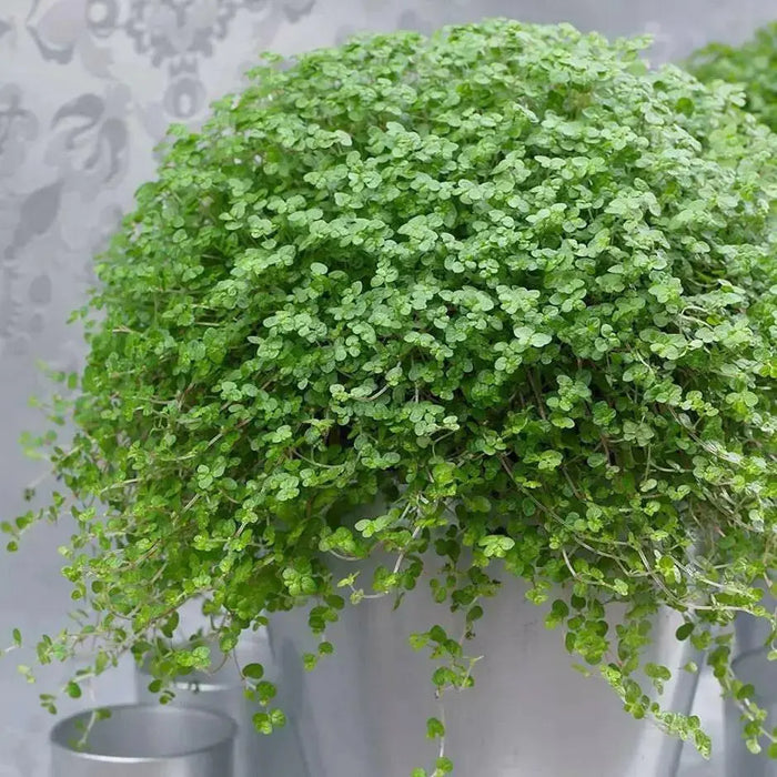 Pilea Baby Tears Plant (live plant) perennial - Caribbean garden seed