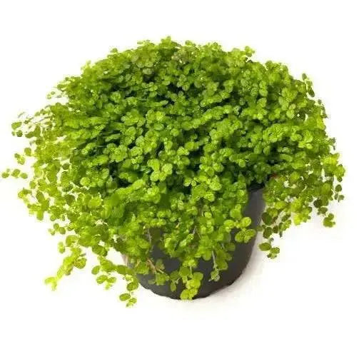Pilea Baby Tears Plant (live plant) perennial - Caribbean garden seed