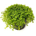 Pilea Baby Tears Plant (live plant) perennial - Caribbean garden seed