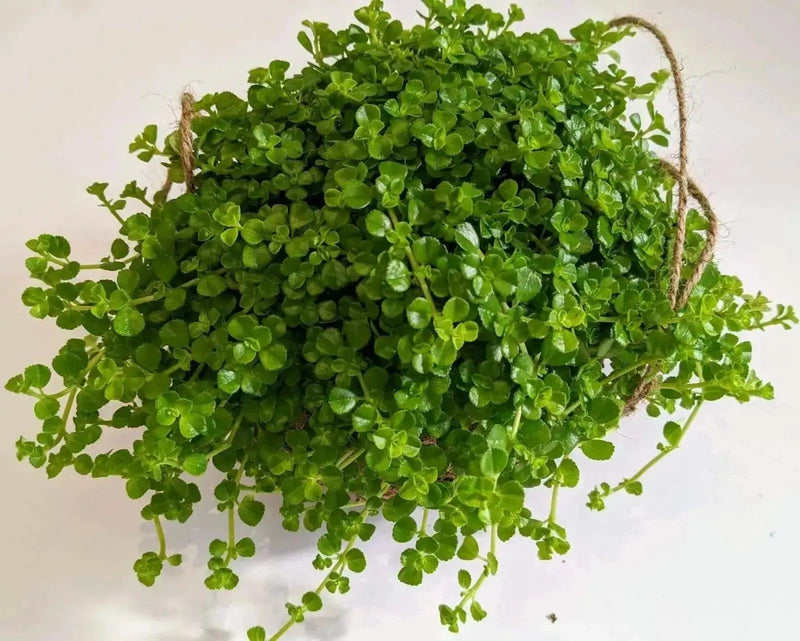 Pilea Baby Tears Plant (live plant) perennial - Caribbean garden seed