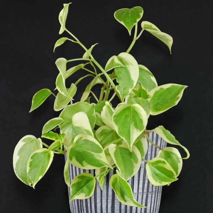Pilea Aluminum Plant (live plant) perennial - Caribbean garden seed