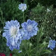 Pincushion Flowers - live plant (Scabiosa Butterfly Blue ) Perennial - Caribbean garden seed