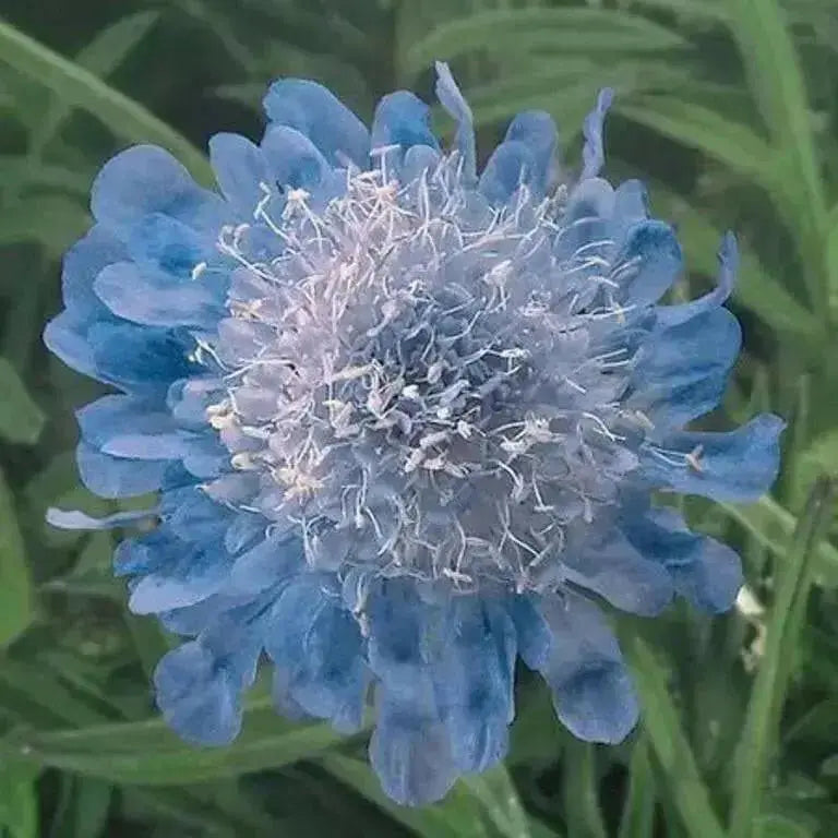 Pincushion Flowers - live plant (Scabiosa Butterfly Blue ) Perennial - Caribbean garden seed