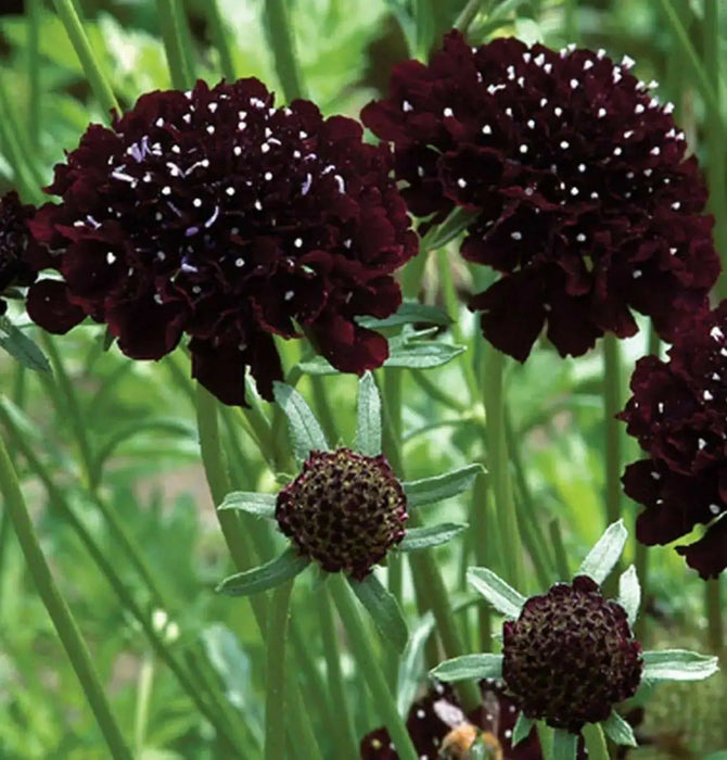 Pincushion Flowers seed, Scabiosa Atropurpurea Double Purple - Caribbean garden seed