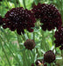 Pincushion Flowers seed, Scabiosa Atropurpurea Double Purple - Caribbean garden seed