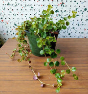 Pilea  Creeping Charlie Plant (live plant) perennial - Caribbean garden seed