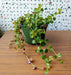 Pilea  Creeping Charlie Plant (live plant) perennial - Caribbean garden seed
